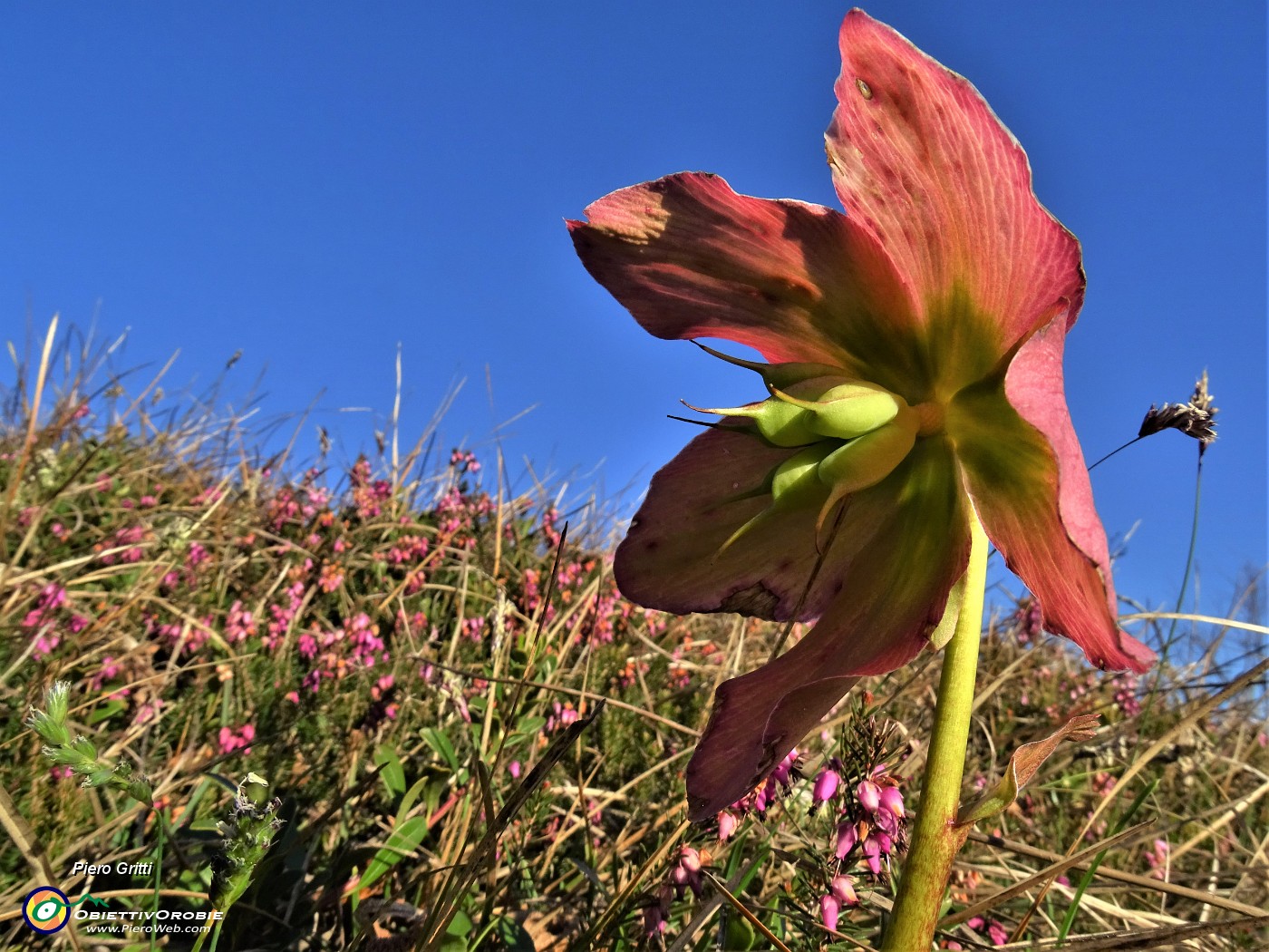 18 Helleborus niger (Elleboro) in fruttescenza.JPG